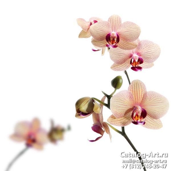 Натяжные потолки с фотопечатью - Белые орхидеи 8